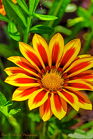 Red-Golden Sunshine flower