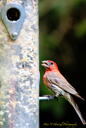 Red House Finch