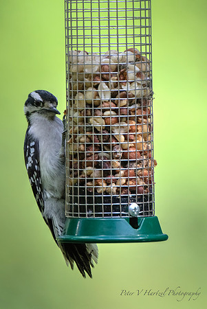 Dowry Woodpecker with green background