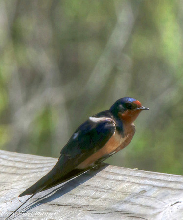 Barn Swallow