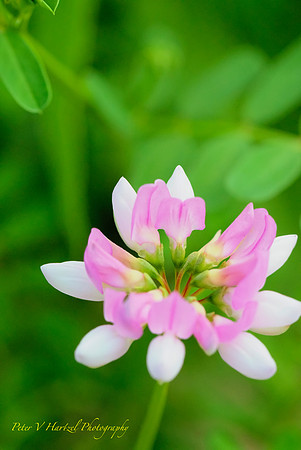 Pink natural grassland flower