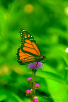 Butterfly Beauty