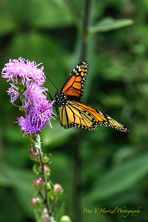 Royal Butterfly-Monarch here comes the king