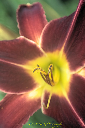 Inside of a burgurdy Day Lily