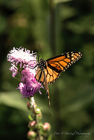 Monarch reflections