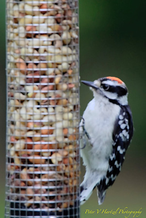 Downy Woodpecker
