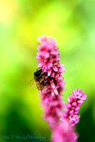 Bee on Pink flower-Lake Elmo