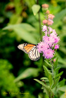 Butterfly beauty-Monarch climbing on pink flower
