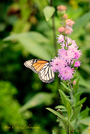 Butterfly beauty-Monarch climbing on pink flower