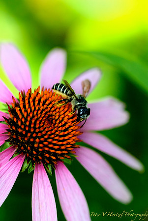 Wasp on Pink cone Flower