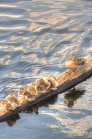 Swimming lessons by Mother Duck on the St.croix-PVH