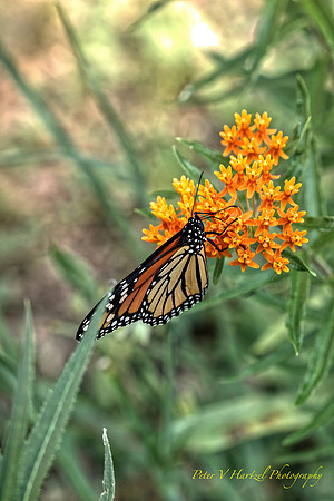 Monarch on Milkweed flower warming filter