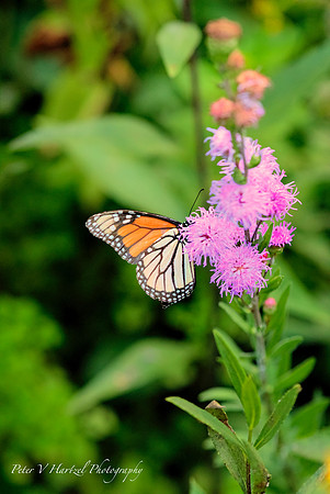 Monarch on pink flower in butterfly garden