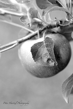 Apple-B&W