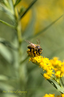 Bee on Golden rod