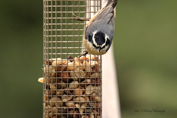 Red-breasted Nuthatch