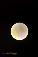 Corn Harvest Moon