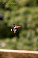 Humming bird in flight