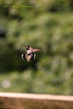 Humming bird in flight