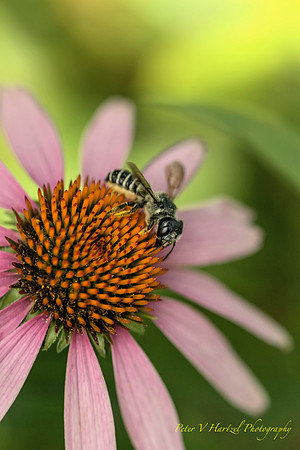 Nature at work- pollnating flower-High res