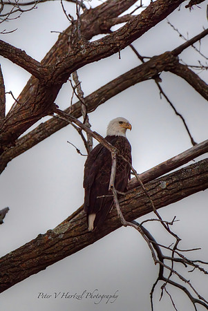 Thunderous Eagle