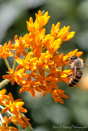 Bee pollenating orange flower