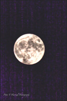 Harvest moon at its peak_001