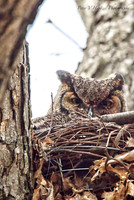 Great Horned Owl-eyes