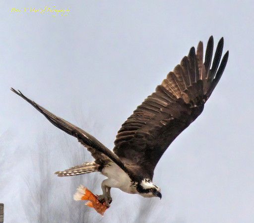Osprey darting out after lunch