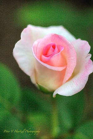 Pink Rose-PVH