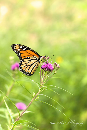 Monarch Sunshine