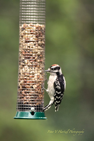 Downy Woodpecker- warm light