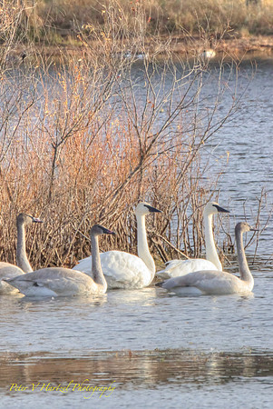 Trumpeter Swans on the pond