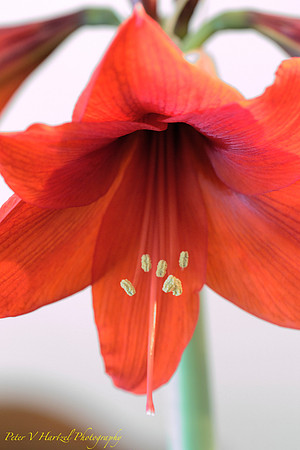 Redish Orange Amaryllis