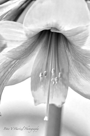 Amaryllis-B+W