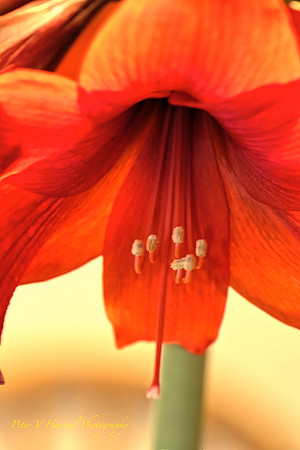 Orange Amaryliss