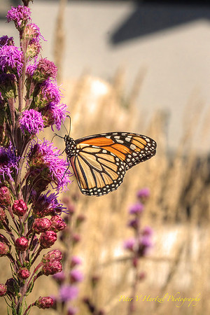 Royal Beauty-painted in soft light