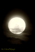 Dreamscape Wolf Moon-PVH