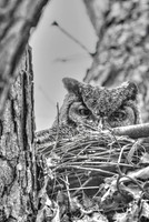 Great Horned Owl-B+W artistic style