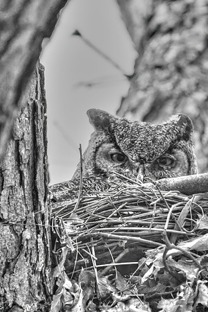 Great Horned Owl-B+W artistic style