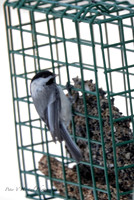 Black-capped Chickadee-soft light