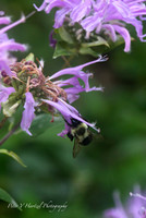 Bee in Purple flower-clear