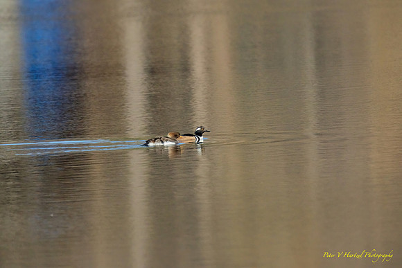 Hooded Mergansers on the Pond