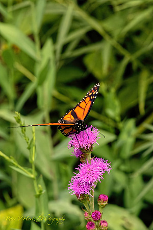 Monarch preparing for flight on the purple flower