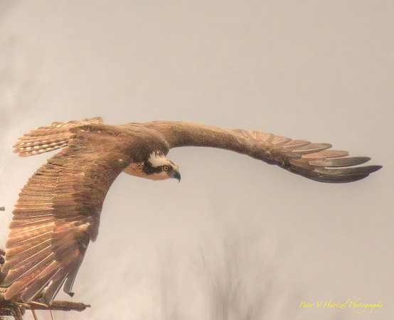 Osprey in flight and hunting Lake Elmo