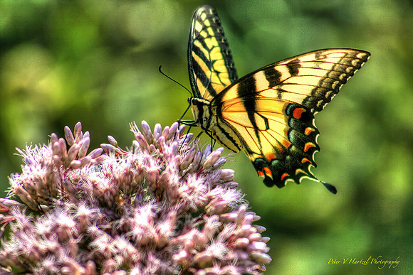 Golden Yellow Butterfly-soft light