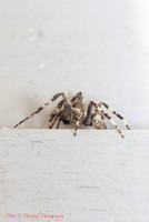 Wolf Spider