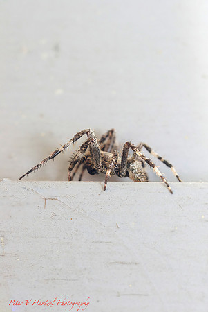 Wolf Spider