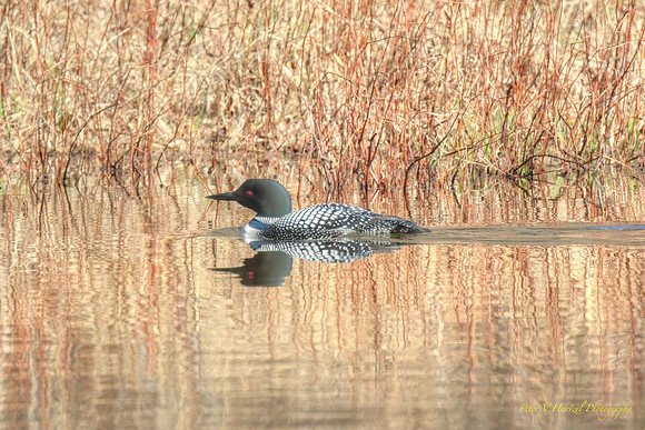 Common Loon on the pond