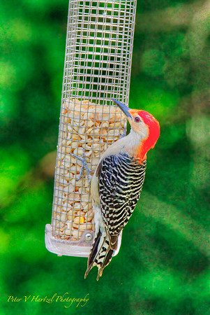 Red-bellied woodpecker
